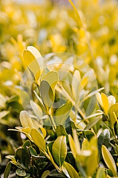 Detail of the top of a bush.