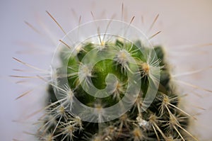 Detail of the top of a thorny cactus