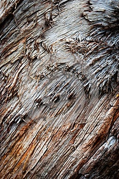 Detail of torn tree trunk