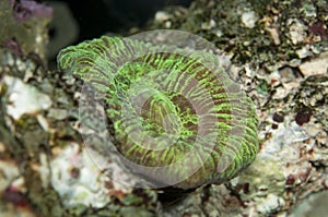 Trachyphyllia