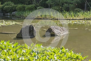 Detail of Traditional Japanese garden