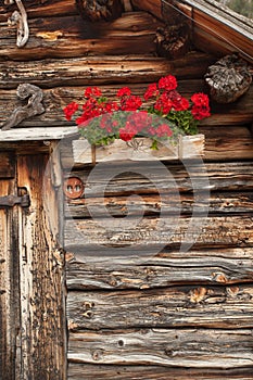 Detail of a traditional old balcony with red geraniums from an old house in St. Magdalena in Val di Funes