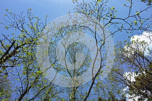 detail of tree against blue sky