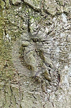 Detail of a tree bark