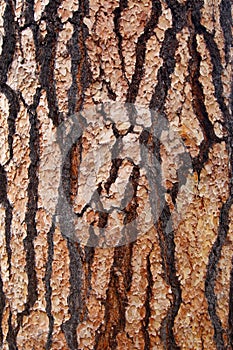 Detail of the tree bark