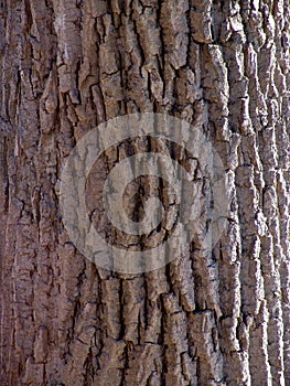 Detail of tree bark photo