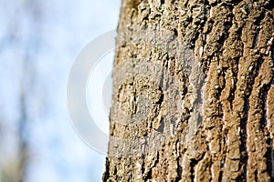 Detail of tree bark