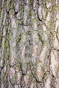 Detail of tree bark