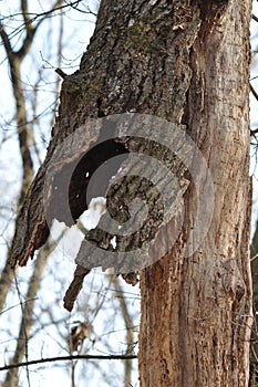 Big tree bark peeling off