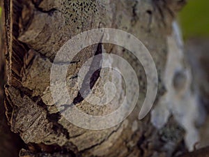 A tree cut down in a wood