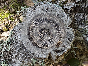 A tree cut down in a wood
