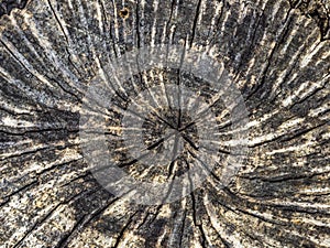 A tree cut down in a wood