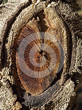 A tree cut down in a wood