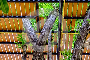 Detail of a tree growing through roof of a house