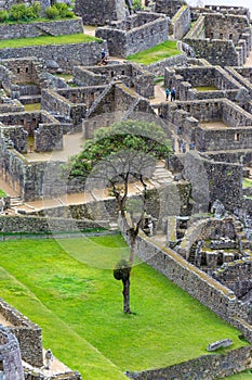 Detail of a tree in Machu Pichu