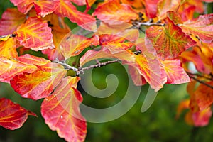 Detail of tree with red autumnal leaves on unfocused green background