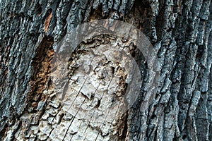 Detail of the treeÂ´s trunk