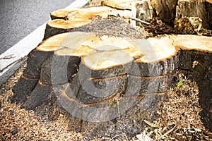 Detail of tree stump from recently cut tree.