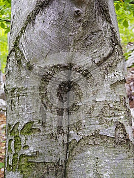 Detail of a tree trunk in a forest, Cernei Mountains.