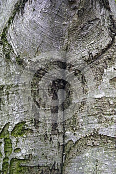Detail of a tree trunk in a forest, Cernei Mountains. photo