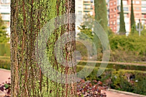 Detail of a tree trunk with moss and green lichen photo