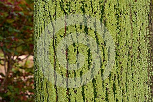 Detail of a tree trunk with moss and green lichen photo