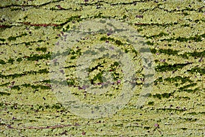 Detail of a tree trunk with moss and green lichen photo