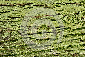 Detail of a tree trunk with moss and green lichen photo