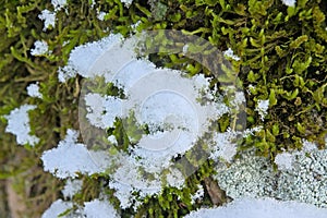 Detail of a tree trunk with moss and snow