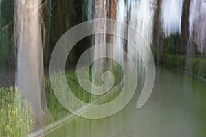 Trees in the forest, ICM, intentional camera movement photo