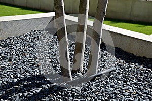 Detail of tree trunks in a pot, mulched with gray gravel and irrigated with a black drip hose saves gardeners costs