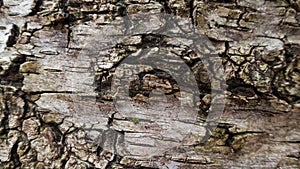 detail of a tree in valsesia photo