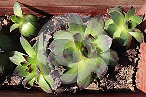 Detail of trees of Sempervivum genus succulent plants, placed in rectangular plastic flower pot.