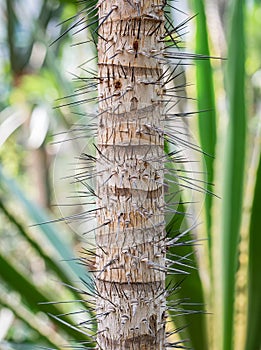 Detail with the trunk of Aiphanes minima spiny plant