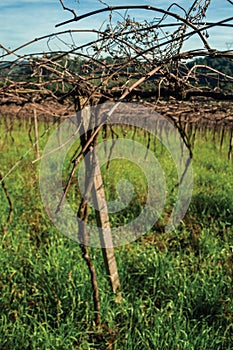 Detail of trunk and branches of leafless grapevine