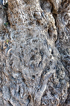 Detail of the trunk of a centenary olive tree photo