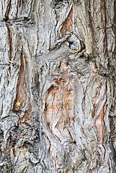 Detail of the trunk of a cork oak photo