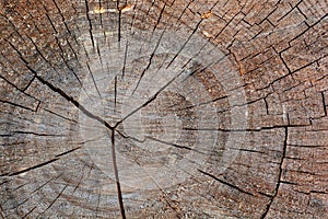 Detail of the trunk of an old tree, texture photo