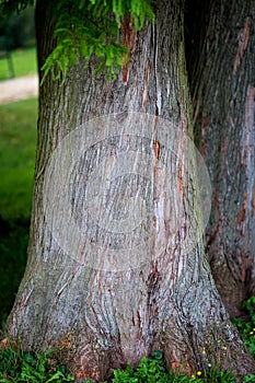 Detail of trunk tree Bald Cypress (Taxodium distichum), Nature b