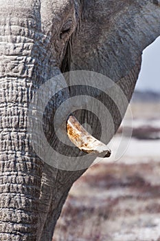 Detail of the trunk and tusks of a bull elephant in Etosha National Park