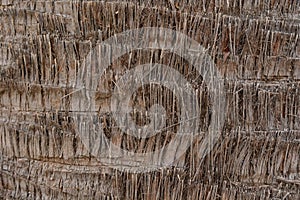 Detail of the trunk of a washingtonia palm tree photo