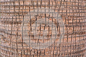 Detail of the trunk of a washingtonia palm tree photo