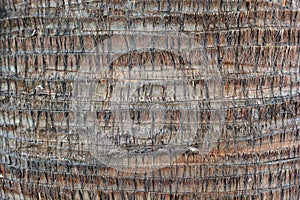 Detail of the trunk of a washingtonia palm tree photo