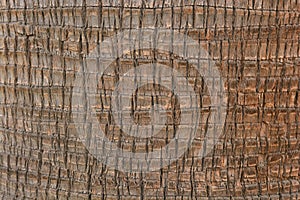 Detail of the trunk of a washingtonia palm tree photo