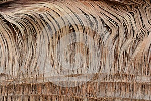 Detail of the trunk of a washingtonia palm tree photo