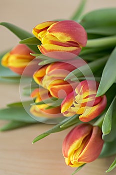 Detail of tulip bouquet, ornamental spring flowers, yellow red flower heads in bloom with leaves