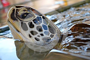 Detail of the turtle head under the water