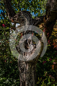 Detail of Tuscany Olive Tree Trunk with Flowers