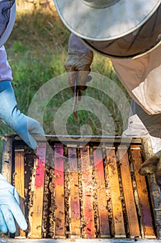 Detail of two beekeepers accessing a hive to extract honeycombs