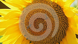 Detail of two bees tring to find the best pollen on the head of sunflower